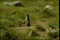 standing-marmot