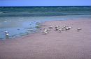 [Birds on the tide]