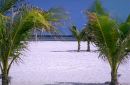 [View with Palms]