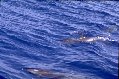 [Jumping Dolphins]